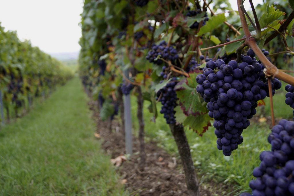 How Wine Grapes are Grown And How They Hold The Secret Prosperity For